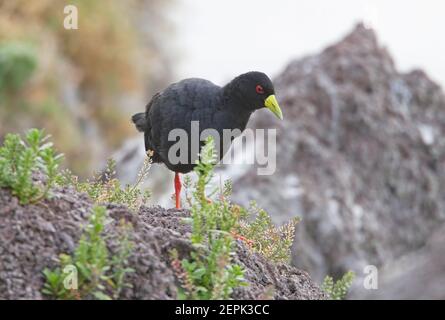 Black Crake (Amaurornis flavirostra) Adulte sur le rocher au bord du lac Éthiopie Avril Banque D'Images