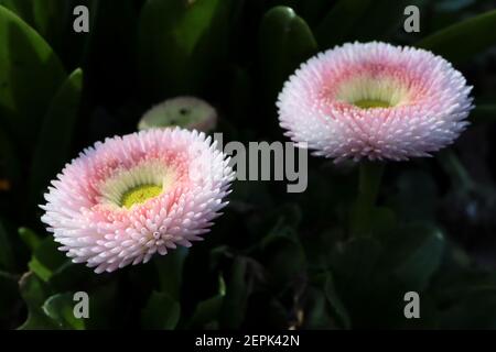 Bellis perennis pomponette «Bellissima Rose Bicolor» Bellis bicolor – fleurs rondes roses et blanches aux pétales de fleurs étroitement quintsues, février, Angleterre, Royaume-Uni Banque D'Images