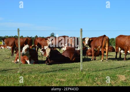 Hereford Vaca Americana- groupe massif de vaches ayant une pause. Grupo de vacas Marrones y blancas descendansando Banque D'Images