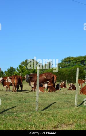 Hereford Vaca Americana- groupe massif de vaches ayant une pause. Grupo de vacas Marrones y blancas descendansando Banque D'Images