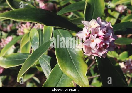 Daphne odora petits groupes de fleurs blanches rose pâle très parfumées, février, Angleterre, Royaume-Uni Banque D'Images