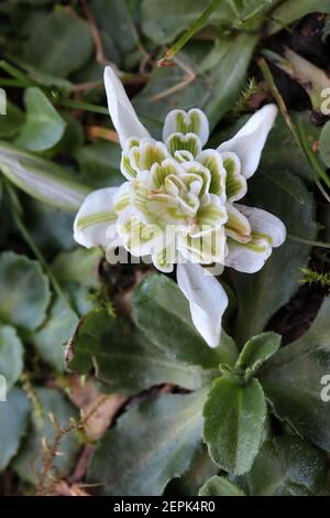 Galanthus Ballerina Snowdrop Ballerina – double Snowdrop nain, février, Angleterre, Royaume-Uni Banque D'Images