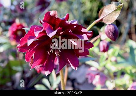 Helleborus x hybridus ‘Harvington Double Red’ hellebore Harvington Double Red – Deep Red roses flowers, février, Angleterre, Royaume-Uni Banque D'Images