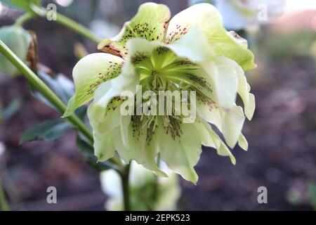 Helleborus x hybridus Harvington Double White Speckled hellebore Double White Speckled – Double White fleurs avec freckles pourpres, franges vert pâle, Banque D'Images