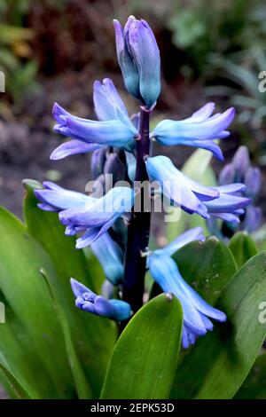 Jacinthus orientalis «Blue Festival» le festival de la jacinthe bleue – jacinthe bleue parfumée bordée de pourpre, février, Angleterre, Royaume-Uni Banque D'Images