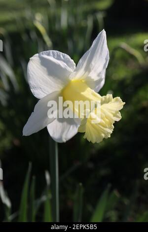 Narcissus ‘Montant Hood’ Division 1 trompette jonquilles jonquille blanche avec grande trompette jaune pâle, février, Angleterre, Royaume-Uni Banque D'Images