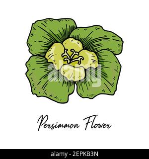 Fleur de persimmon dessinée à la main isolée sur fond blanc. Illustration vectorielle dans un style d'esquisse coloré Illustration de Vecteur