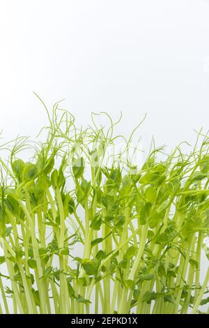 Expérience de récolte Microgreens. Pois micro-verts dans un plateau pour une alimentation saine. Pousses de pois frais isolées sur blanc Banque D'Images