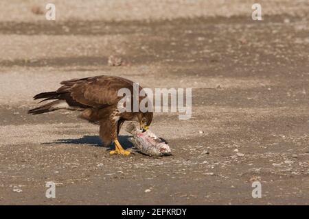 Buzzard commun (Buteo buteo) alimenté sur les poissons morts Banque D'Images