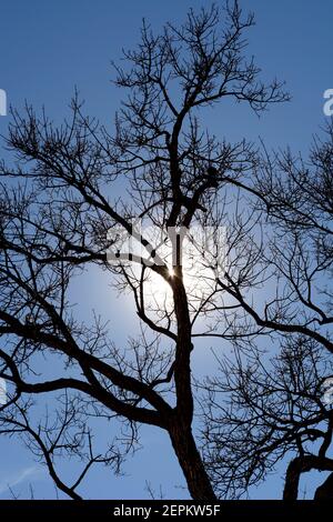 Le soleil de l'après-midi brille à travers un arbre sans feuilles à Santa Fe, Nouveau-Mexique. Banque D'Images