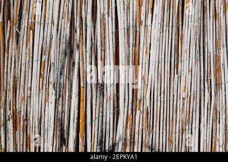 Clôture en bambou peinte en blanc. Gros plan sur la texture du bambou. Fond en bois de matériaux naturels. Banque D'Images