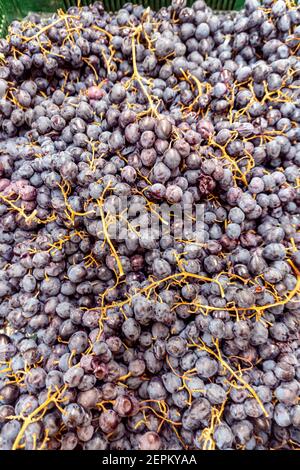 Les raisins rouges sont pris plein cadre, utilisé pour l'arrière-plan ou le site Web création Banque D'Images