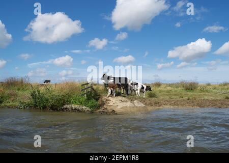 Un petit troupeau de vaches noires, blanches et brunes (Bos taurus) debout à côté d'une berge ; sous un ciel bleu clair et nuageux par jour d'été Banque D'Images