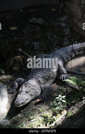 Le crocodile siamois captif se basait sous le soleil dans son enceinte au zoo de Chiang Mai, en Thaïlande Banque D'Images