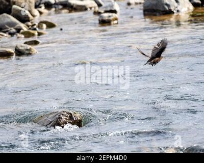 Un balancier brun, Cinclus pallasii, perche sur une roche au bord de la rivière Yomase à Yamanouchi, préfecture de Nagano, Japon. Banque D'Images