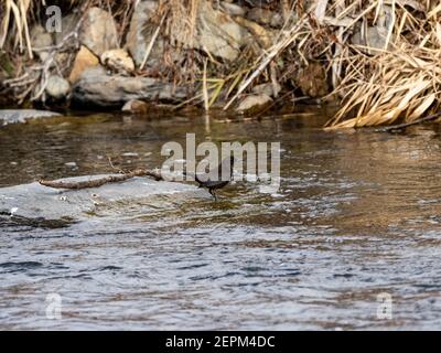 Un balancier brun, Cinclus pallasii, perche sur une roche au bord de la rivière Yomase à Yamanouchi, préfecture de Nagano, Japon. Banque D'Images