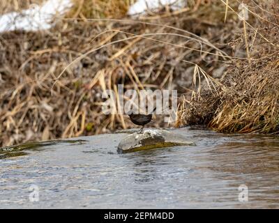 Un balancier brun, Cinclus pallasii, perche sur une roche au bord de la rivière Yomase à Yamanouchi, préfecture de Nagano, Japon. Banque D'Images