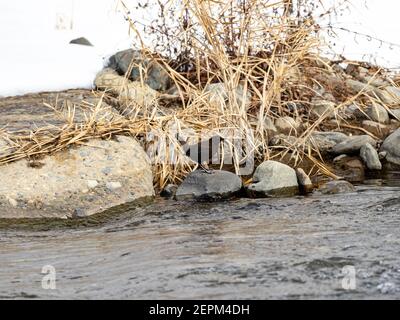 Un balancier brun, Cinclus pallasii, perche sur une roche au bord de la rivière Yomase à Yamanouchi, préfecture de Nagano, Japon. Banque D'Images