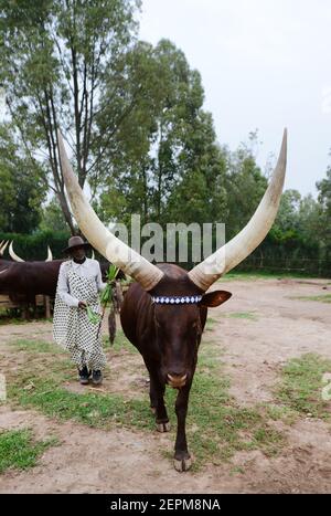 La vache royale rwandaise à longues cornes (race de bétail Ankole - Inyambo) au palais royal de Huye, au Rwanda. Banque D'Images