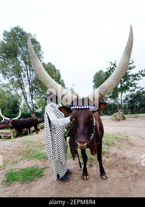 La vache royale rwandaise à longues cornes (race de bétail Ankole - Inyambo) au palais royal de Huye, au Rwanda. Banque D'Images