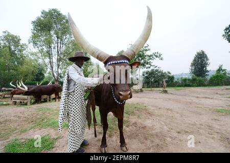 La vache royale rwandaise à longues cornes (race de bétail Ankole - Inyambo) au palais royal de Huye, au Rwanda. Banque D'Images