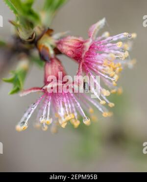détail macro de la fleur d'amande humide avec des gouttes d'eau, des gouttelettes sur les filaments et les anthères. Copier l'espace Banque D'Images