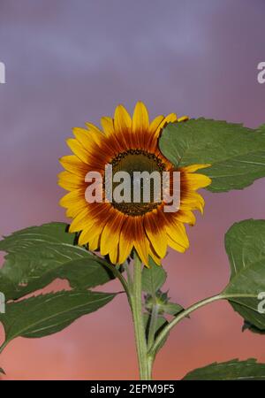 Tournesol devant le ciel rouge et violet Banque D'Images