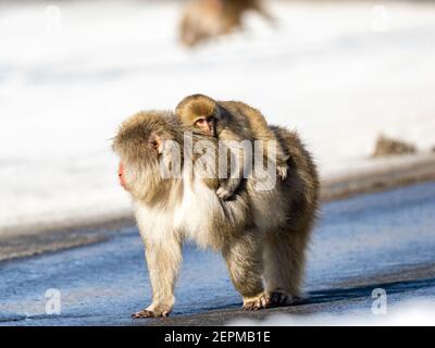 Un macaque japonais, Macaca fuscata, sur la route à Shiga Kogen, une station de ski et réserve naturelle dans la préfecture de Nagano, au Japon. Banque D'Images