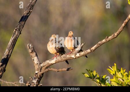 Colombe en deuil (Zenaida macroura) deux pleurer colombe sur une branche morte avec un naturel arrière-plan marron Banque D'Images