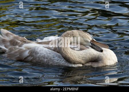 Muet cygne (Cygnus olor) cygnet baignade avec un bec ouvert dans la rivière isolée sur fond bleu naturel Banque D'Images