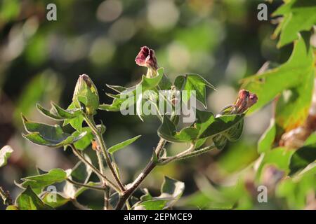 Les fleurs de coton fleurissent sur une culture de coton debout dans un champ de coton, en inde Banque D'Images