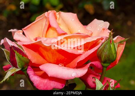 Une image isolée en gros plan d'une rose de thé hybride de grenade avec des teintes roses, jaunes, orange après la pluie. Des gouttes de pluie sont sur les pétales. Un blosso complet Banque D'Images