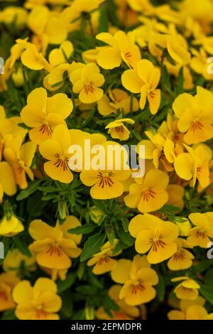 Gros plan d'un groupe de fleurs de viola pedunculata également connu sous le nom de violet doré de californie, de saut de johny ou de pansy jaune. Ces plantes vivaces Banque D'Images