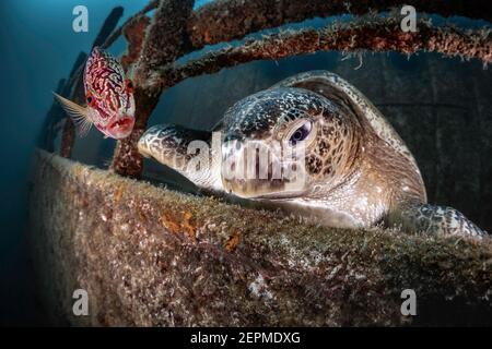 Tortue et poisson ami sur l'épave de Fang Ming, la Paz, Baja California sur, Mexique Banque D'Images