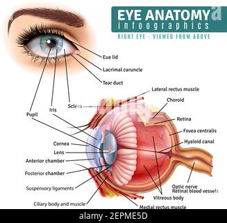 Infographies de l'anatomie de l'œil humain avec vue extérieure et organe à l'intérieur structure sur fond blanc illustration réaliste de vecteur Illustration de Vecteur