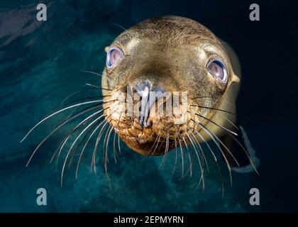 Portrait de lion de mer de Californie juvénile à Los Islotes, la Paz, Baja California sur, Mexique Banque D'Images