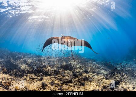 Le géant Pacific Manta Ray glisse vers le passé à la Reina, Espirituu Santo, Baja California sur, Mexique Banque D'Images
