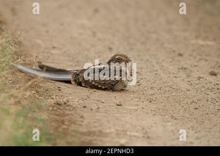 Nightjar à ailes standard, parc national de la Reine Elizabeth, Ouganda, juin 2016 Banque D'Images