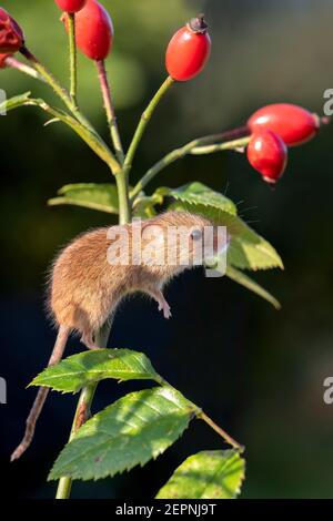 Souris de récolte (Micromys minutus) sur les hanches roses, Holt, Dorset, Royaume-Uni Banque D'Images