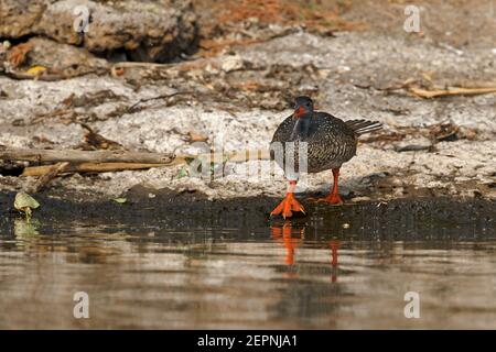 Pied-de-biche africain, Lac Mburo, Ouganda, juillet 2016 Banque D'Images