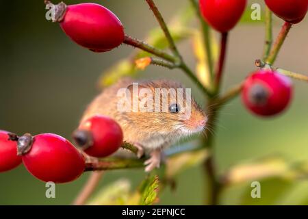 Souris de récolte (Micromys minutus) sur les hanches roses, Holt, Dorset, Royaume-Uni Banque D'Images