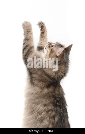 le chat attrape les pattes isolées sur blanc Banque D'Images