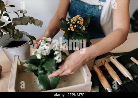 Jardinier féminin court non reconnaissable dans des combinaisons en denim avec plantes en pot avec fleurs fleuries dans une boîte en bois Banque D'Images