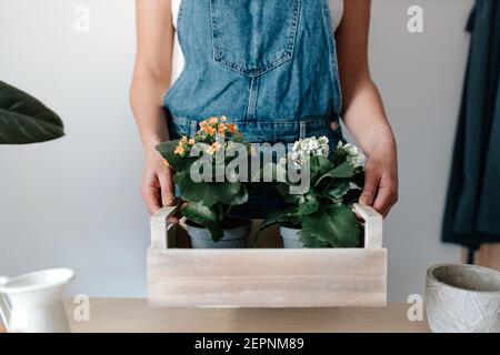 Jardinier féminin court non reconnaissable dans des combinaisons en denim avec plantes en pot avec fleurs fleuries dans une boîte en bois Banque D'Images