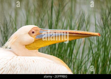 Grand pélican blanc (Pelecanus onocrotalus) gros plan dans le cratère de Ngorongoro, Tanzanie Banque D'Images