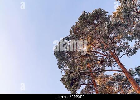 Branches de pin congelées dans le gel un jour ensoleillé . Région de Leningrad. Banque D'Images