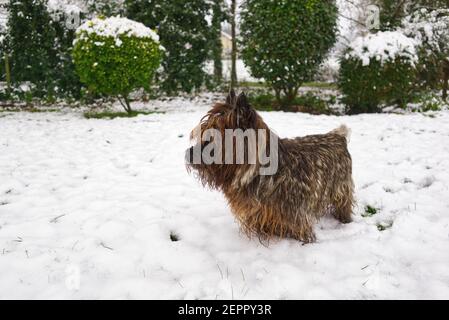 Cairn terrier sous la neige dans le jardin donnant sur la distance Banque D'Images