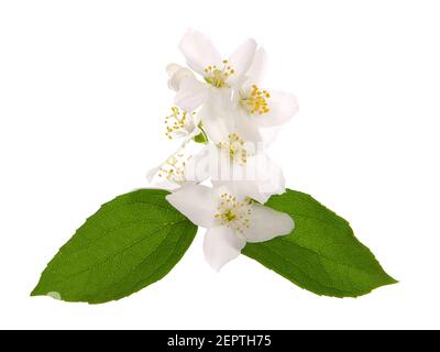 Branche de fleurs de jasmin blanc et feuilles vertes isolées dessus blanc Banque D'Images