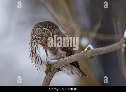 Hibou pygmée eurasien (Glaucidium passerinum) en portrait d'hiver, forêt de Bialowieza, Pologne, Europe Banque D'Images