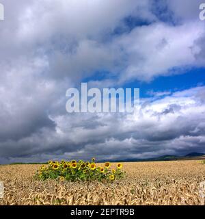 Les tournesols fleurissent dans un champ doré sous un ciel dramatique, mettant en valeur les couleurs vibrantes de la nature à la fin de l'été, Puy de Dôme , Auvergne , France Banque D'Images